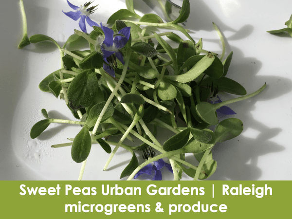 Sweet Peas Urban Gardens, Raleigh, microgreens, produce, eggs