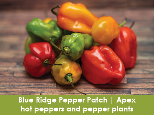 Blue Ridge Pepper