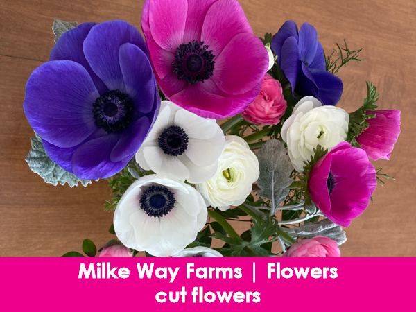 Milke Way Farms