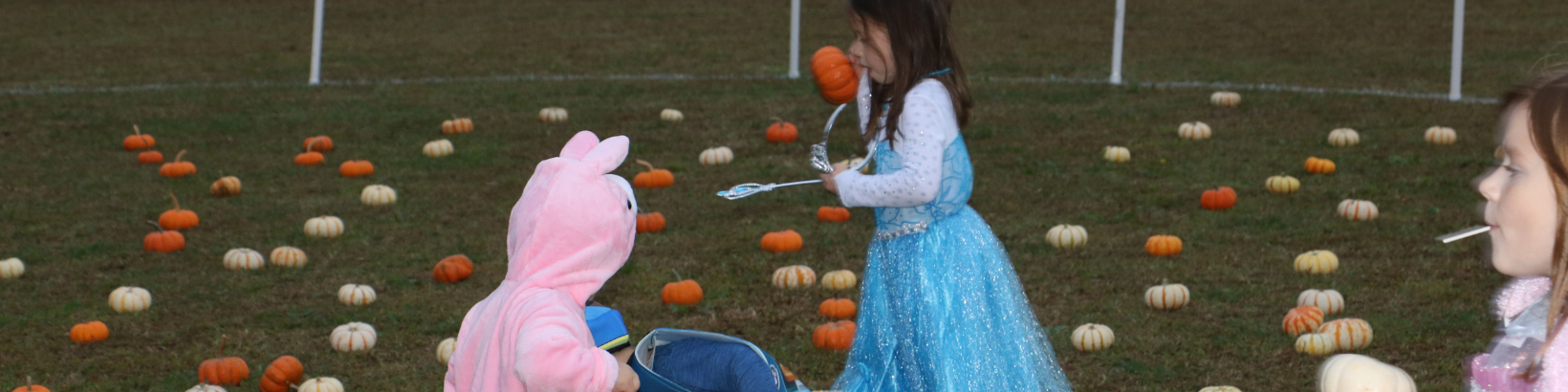 Spooktacular Pumpkins