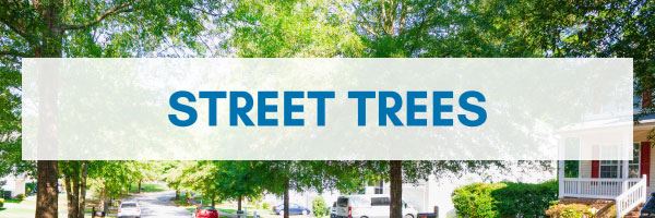 Street Trees