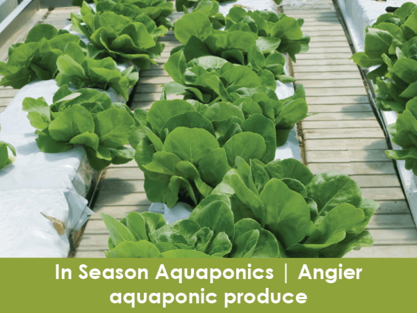 In Season Aquaponics